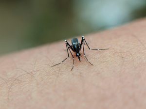 Diagnóstico e Tratamento em Casos de Dengue!