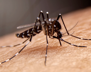 Manejo clínico da dengue: guia prático  