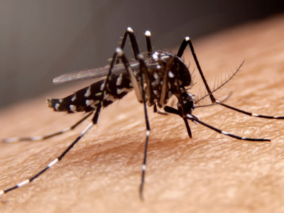 Manejo clínico da dengue: guia prático  