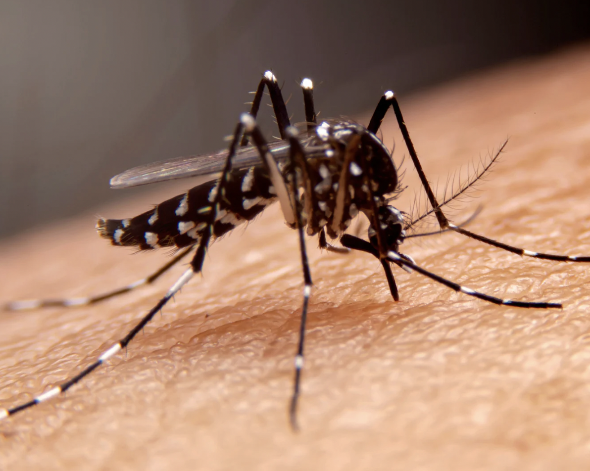 Manejo clínico da dengue: guia prático  