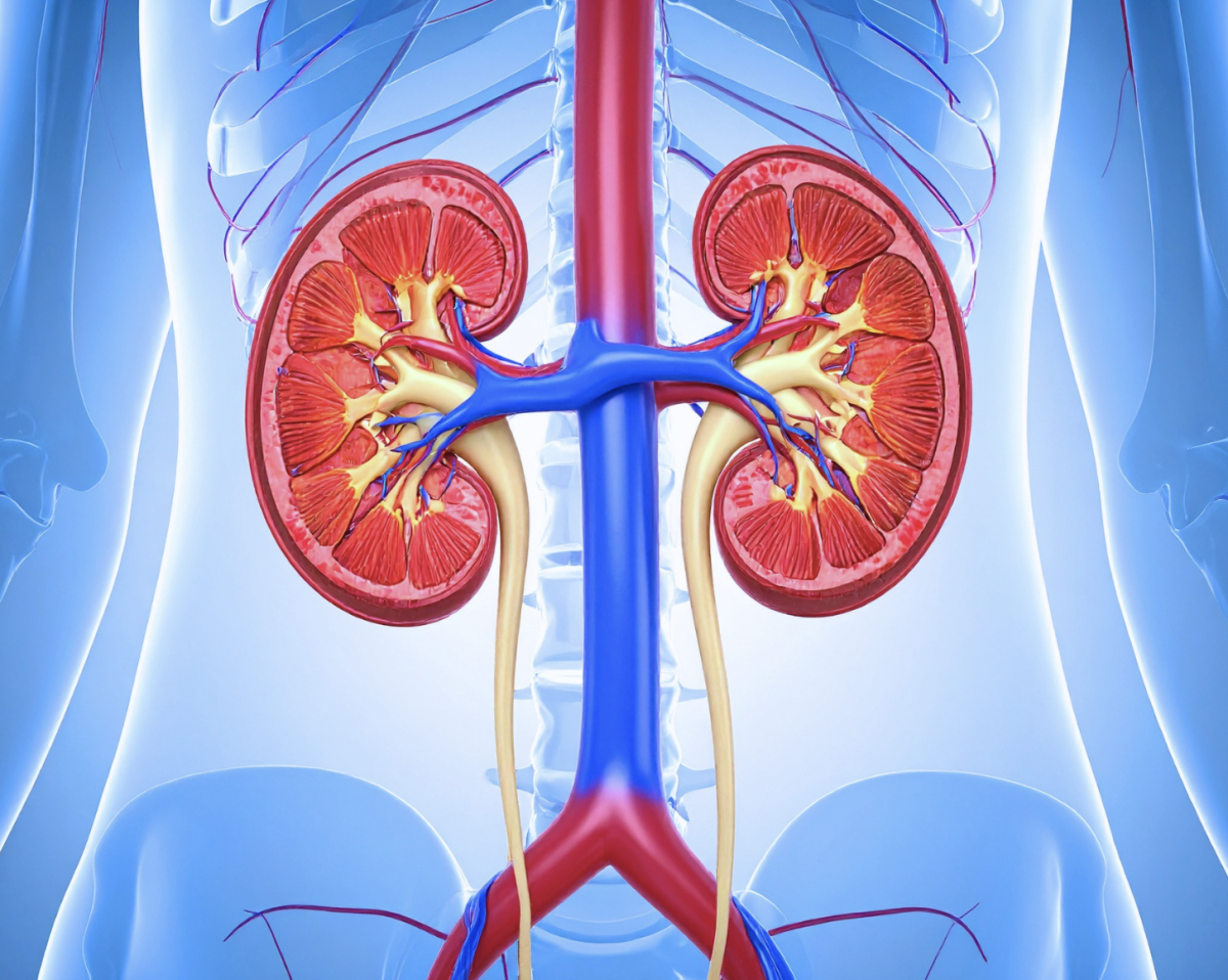 Estenose da artéria renal: quando suspeitar e como investigar